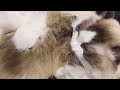 あしゅさんの投稿 ポチたま！ペット動画コレクション