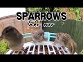 Sparrows Are TAKING OVER!