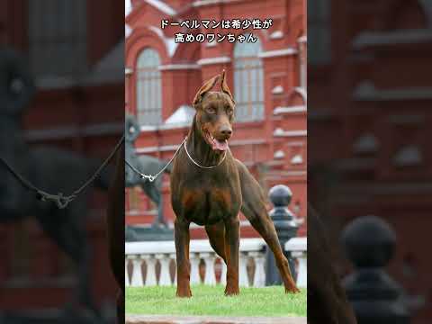 ドーベルマンの特徴に豆知識　Tidbits on the characteristics of Dobermans　 #dog #犬のいる暮らし　＃動物
