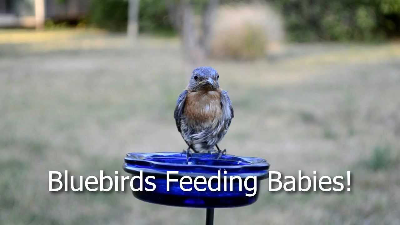 Wild Bird House Eastern Bluebirds Feeding Babies Mealworms in Their