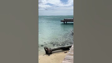 Thumbnail of Short video of Full Moorea island Captain Raina Moorea French Polynesian #moorea #frenchpolynesia