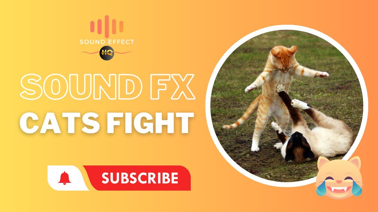 CATS FIGHTING Sound Effect HQ YouTube