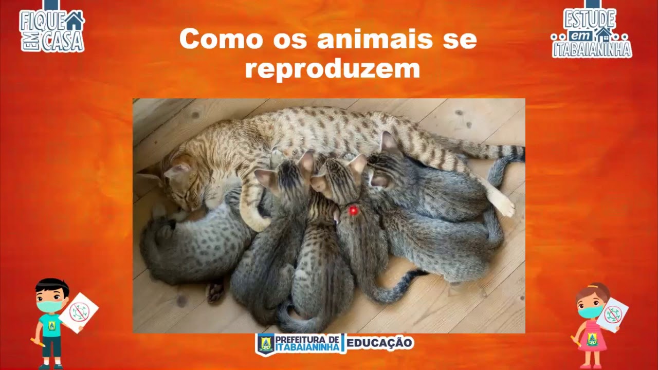 3º Ano - 07/12/20 - Ciências: Como os Animais se reproduzem - YouTube