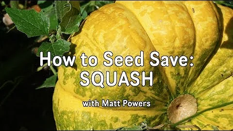 How to Seed Save Squash - it's EASY!!