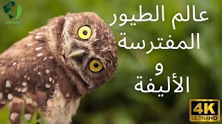 من أجمل أنواع الطيور في العالم oiseux - bird