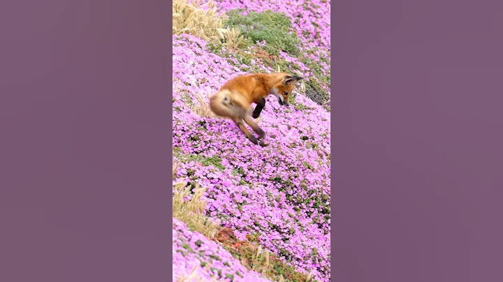 Red Fox Kit Zoomies! #shorts - DayDayNews