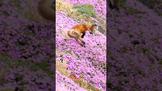 Red Fox Kit Zoomies