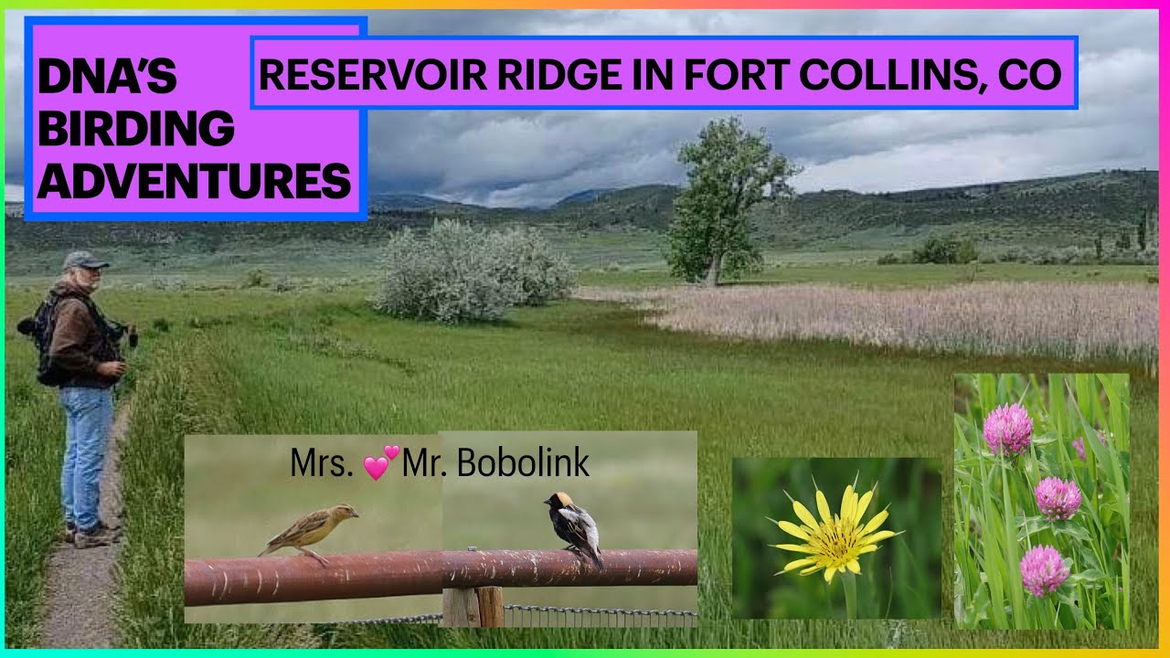 Reservoir Ridge-Fort Collins in search of the Bobolinks!