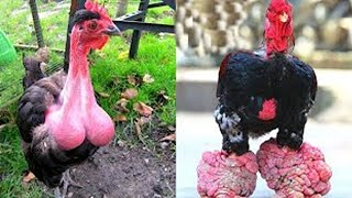 8 Races De Poulet Les Plus Uniques Au Monde by Les Meilleurs Tops 872 views 1 year ago 8 minutes, 50 seconds