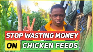 How To Save Money On Chicken Feeds