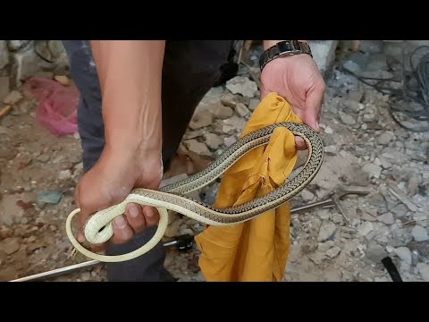 صيد ثعبان ابو السيور كبير من داخل حوش منزل بأرض زراعية مع احمد الدكرونى