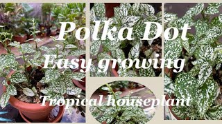 POLKA DOT PLANT CARE IN A POT #polkadot #plantcare #lolayounghouseplantlover 