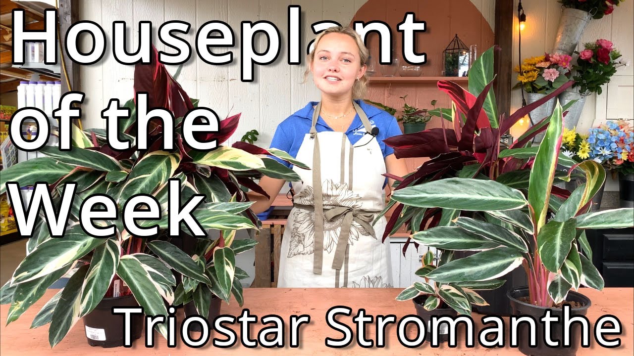 Triostar Stromanthe - Houseplant of the Week