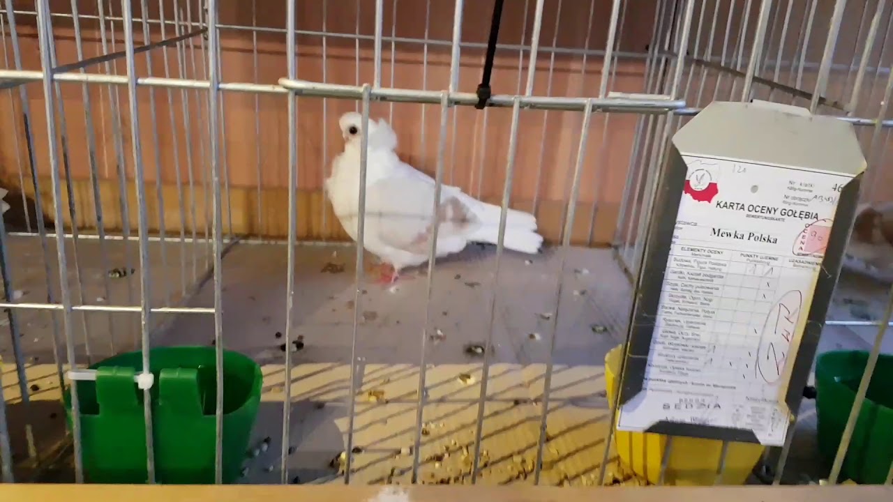 Mewka Polska /Polish Owl Renice 2017