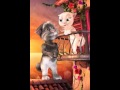 توم يغني انا الموزه الاموره توم يغني انا الموزه الاموره