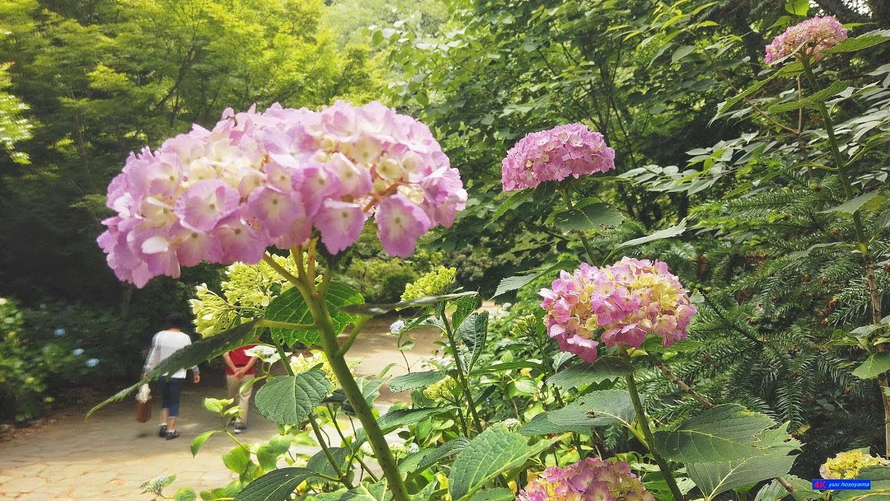 あじさい見頃 神戸市立 森林植物園 19 4k Youtube