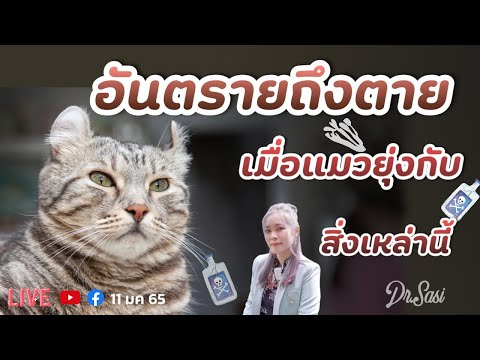 อันตรายถึงตาย เมื่อแมวยุ่งกับสิ่งเหล่านี้