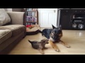 11 1/2 week old Cairn terrier の動画、YouTube動画。