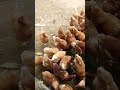 avicultura emprendimiento