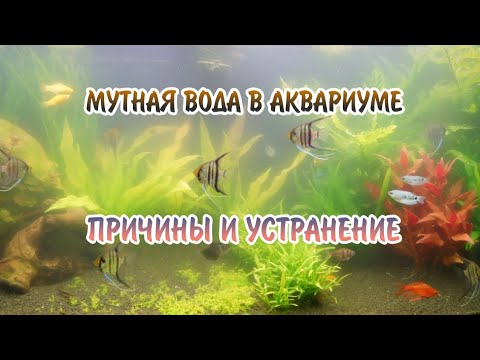 МУТНАЯ ВОДА В АКВАРИУМЕ. ПРИЧИНЫ И УСТРАНЕНИЕ