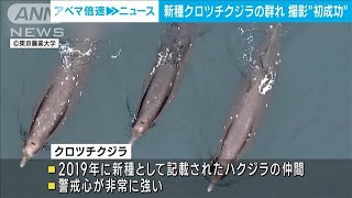 クロツチクジラの姿はっきりと　ドローンで撮影した群れの映像公開(2023年5月16日)