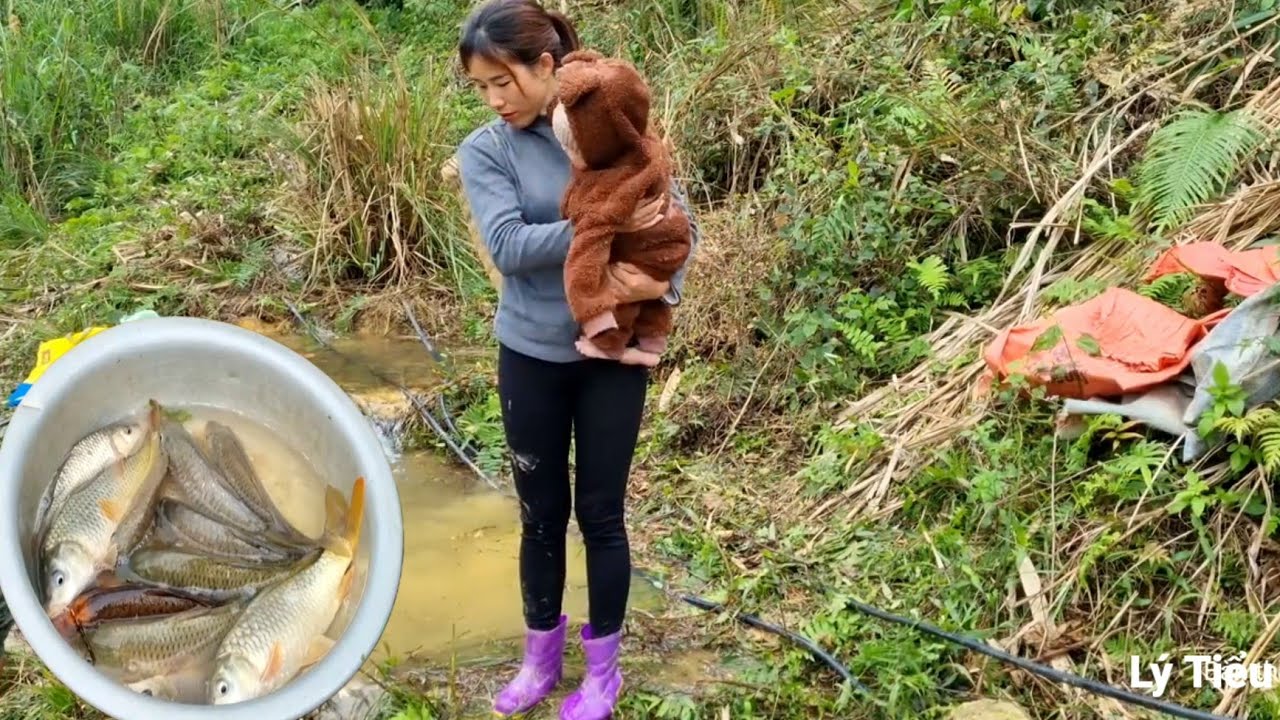 Single mother harvestsing  cabbage to sell and buys fish to raise/ Lý Tiểu Nhi