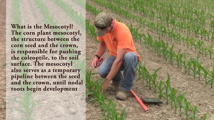 Plant Population & Planting Depth