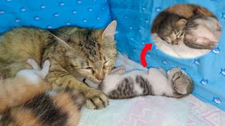 Mom Cat Licks the SCARED Orphan Kitten to Stop his Meows, POOR KITTEN Nursed by Foster MOM CAT