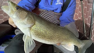 Early Ice Walleye on Devil Lake
