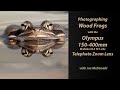 Photographing Wood Frogs with the Olympus 150 400mm f4 5 TC1 25x IS Pro Lens