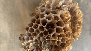 Famous Hexagons in nature Wealth
