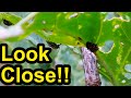Watch Out for THIS Insect on Brassicas!! Home Gardener Explains: The Harlequin Bug