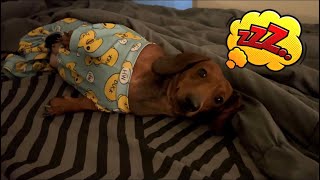 Mini dachshund Night Routine!!