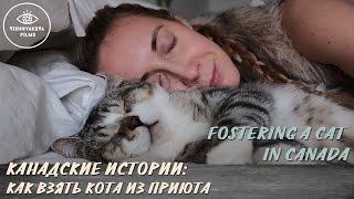 КАНАДА: КОТ ИЗ ПРИЮТА - OUR STORY OF RESCUING THE CAT IN MONTREAL