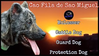 Cao Fila de Sao Miguel - Molosser, Treibhund, Wachhund, Schutzhund by DOG SPECIAL 1,329 views 4 days ago 14 minutes, 50 seconds