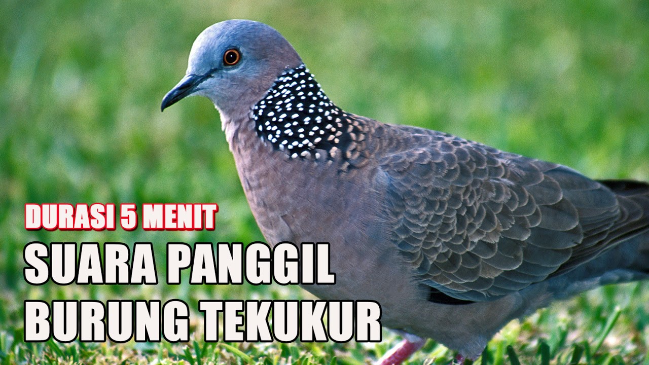 SUARA PANGGIL BURUNG TEKUKUR 