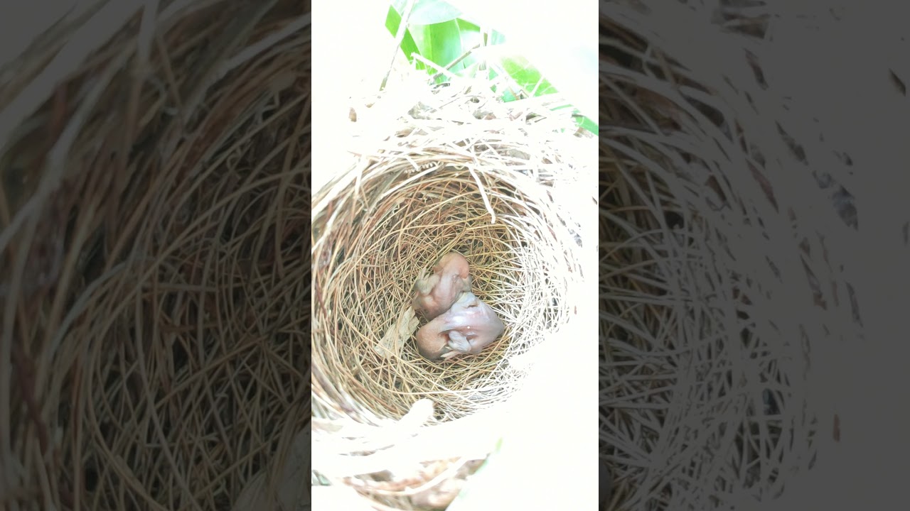 kau burung merbah 
