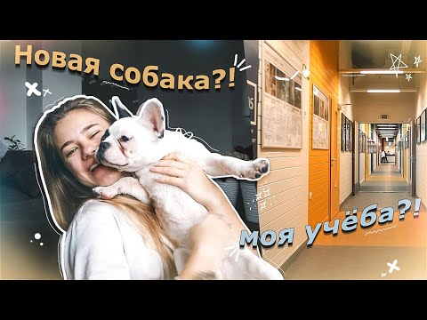 видео: МОЯ НОВАЯ ЖИЗНЬ!!! собака, учеба?