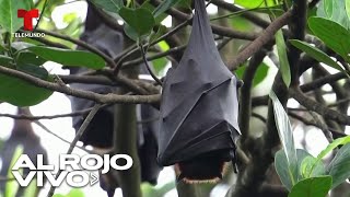 Alerta de virus mortal transmitido por murciélagos