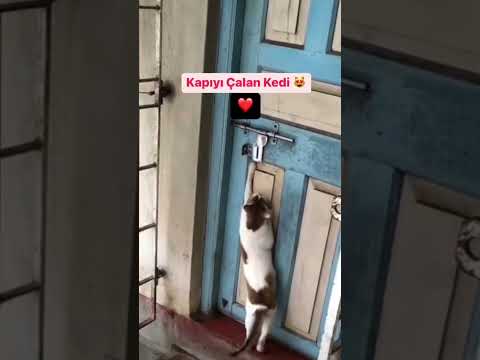 Kapıyı Çalan Kedi ❤️ #youtubeshorts #shorts #viralshorts #kediler #cats #cat #pati #kapıyıçalankedi