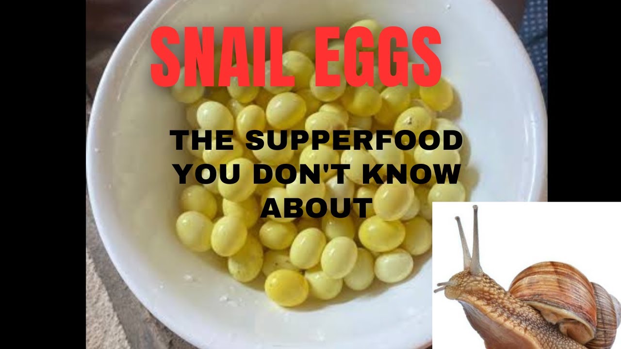 HEALTH BENEFITS OF SNAIL EGGS / Snail Eggs as a SupperFood