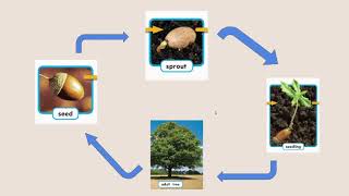 Plants: Life Cycle (with A Tiny Seed)