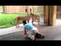 How to play with lions at the zoo