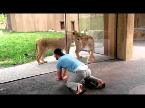 how-to-play-with-lions-at-the-zoo