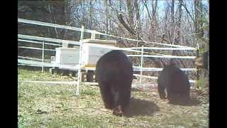 Bears checking out our beehives.