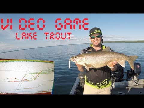 Lake Trout 