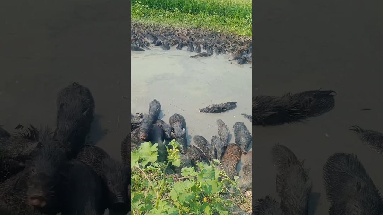 boar animal facts  wild hogs cute animals   pigs 