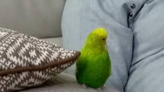Lucky The Budgie Watching Tv And Talking On The Lounge
