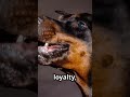 Ultimate Doberman Chaos: The Funniest Moments