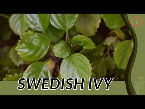 Video: Crimson Ivy Plant Info – Sfaturi pentru cultivarea plantelor de vafe Crimson Ivy